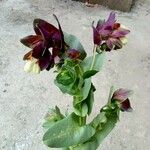 Cerinthe major List