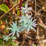 Euphorbia portlandica Blad