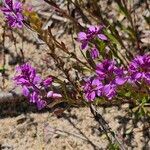 Polygala polygama Floare