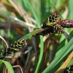 Carex bigelowii Fruit