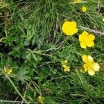 Ranunculus polyanthemos Flors