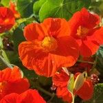 Tropaeolum majusFlower