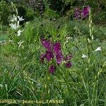 Verbascum creticum 整株植物