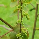 Phyllanthus brasiliensis Цвят