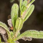 Echium parviflorum Hoja
