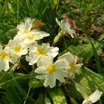 Primula vulgarisFlower