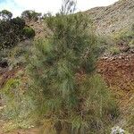 Casuarina collina 整株植物