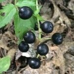 Actaea spicata Fruit