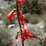 Penstemon eatonii Цвят