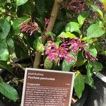 Fuchsia paniculata Rinde