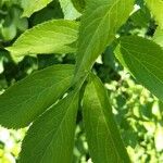 Sambucus canadensis Leaf