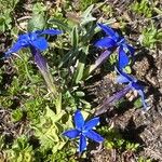 Gentiana brachyphylla অভ্যাস