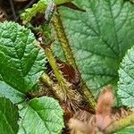 Rubus tricolor Bark