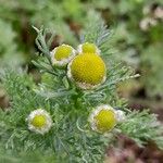 Matricaria discoidea Blomma