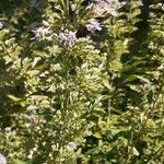 Caryopteris incana Floare