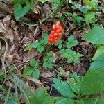 Arum cylindraceumফল