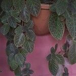 Episcia cupreata葉