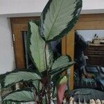 Calathea picturata Lehti