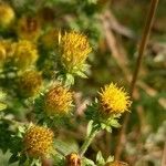 Pentanema squarrosum Flower