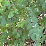 Lonicera morrowii Лист