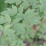 Thalictrum simplex List