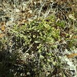 Globularia cordifolia Natur