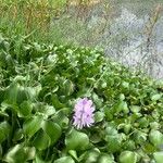 Pontederia crassipesFlor