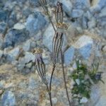 Silene ciliata Flor