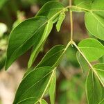 Albizia zygia Hoja