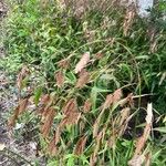 Bromus secalinus 葉