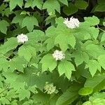 Viburnum acerifolium Blomst