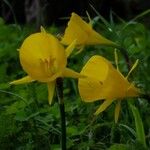 Narcissus bulbocodium Цвят