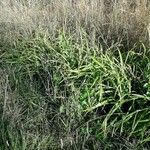 Carex pendula Habit