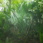 Sabal palmetto 形態