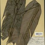 Geonoma leptospadix Hoja