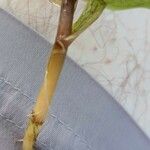 Potamogeton perfoliatus Sonstige