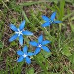 Gentiana sierrae Flower