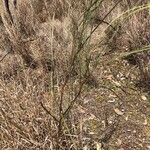 Acacia stenophylla 葉