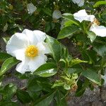 Rosa laevigata 花