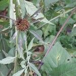 Bidens bipinnata പുഷ്പം