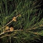 Casuarina collina 整株植物