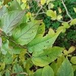 Clerodendrum trichotomumBlad