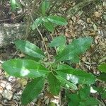 Capparis indica Leaf