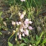Allium cernuum Blomma