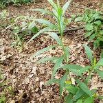 Solidago gigantea 整株植物