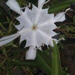 Pancratium zeylanicum 花