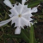 Pancratium zeylanicumFleur