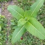 Asclepias purpurascens Leaf