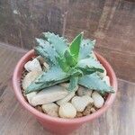 Faucaria tigrina ഇല