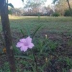 Ruellia ciliatiflora 花